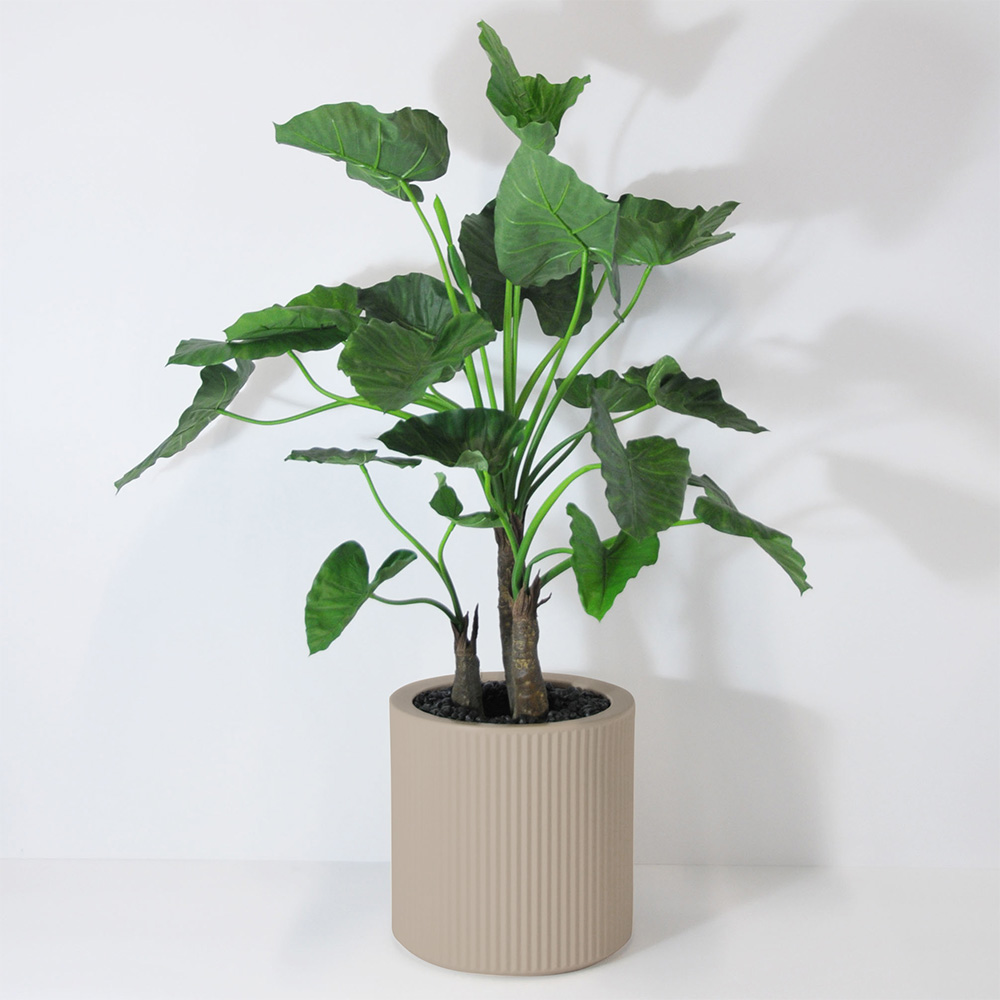Alocasia calidora 3 troncs - Ecru