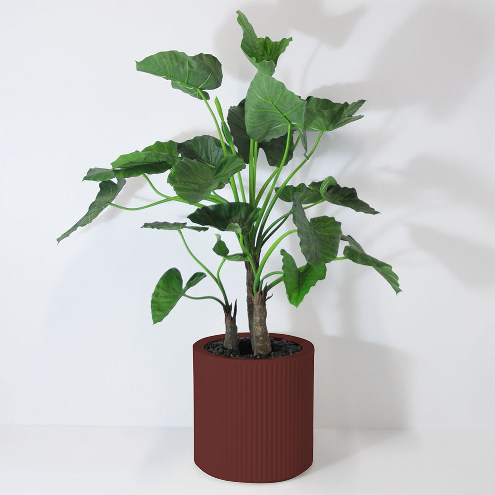 Alocasia calidora 3 troncs - Grenat