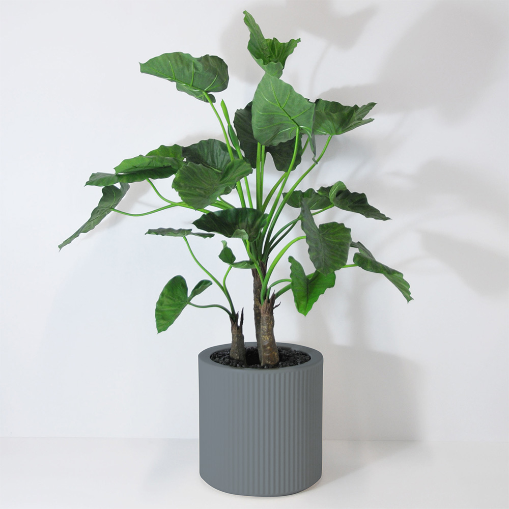 Alocasia calidora 3 troncs - Gris