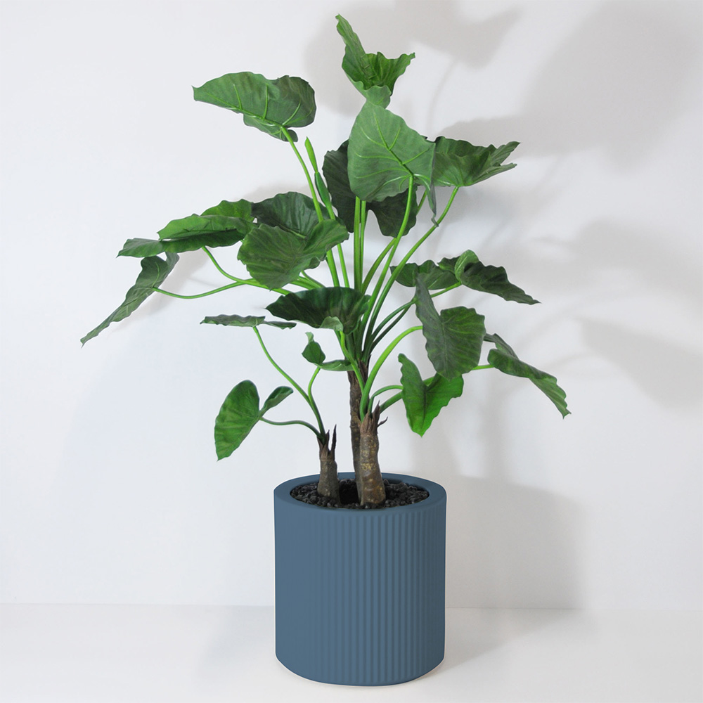 Alocasia calidora 3 troncs - Océan
