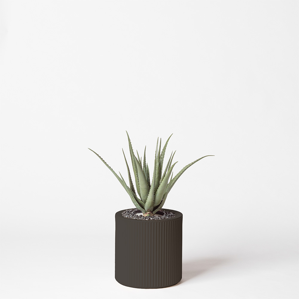 Aloe vera - Anthracite