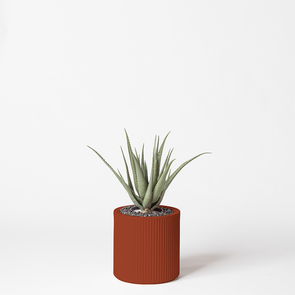 Aloe vera - Argile