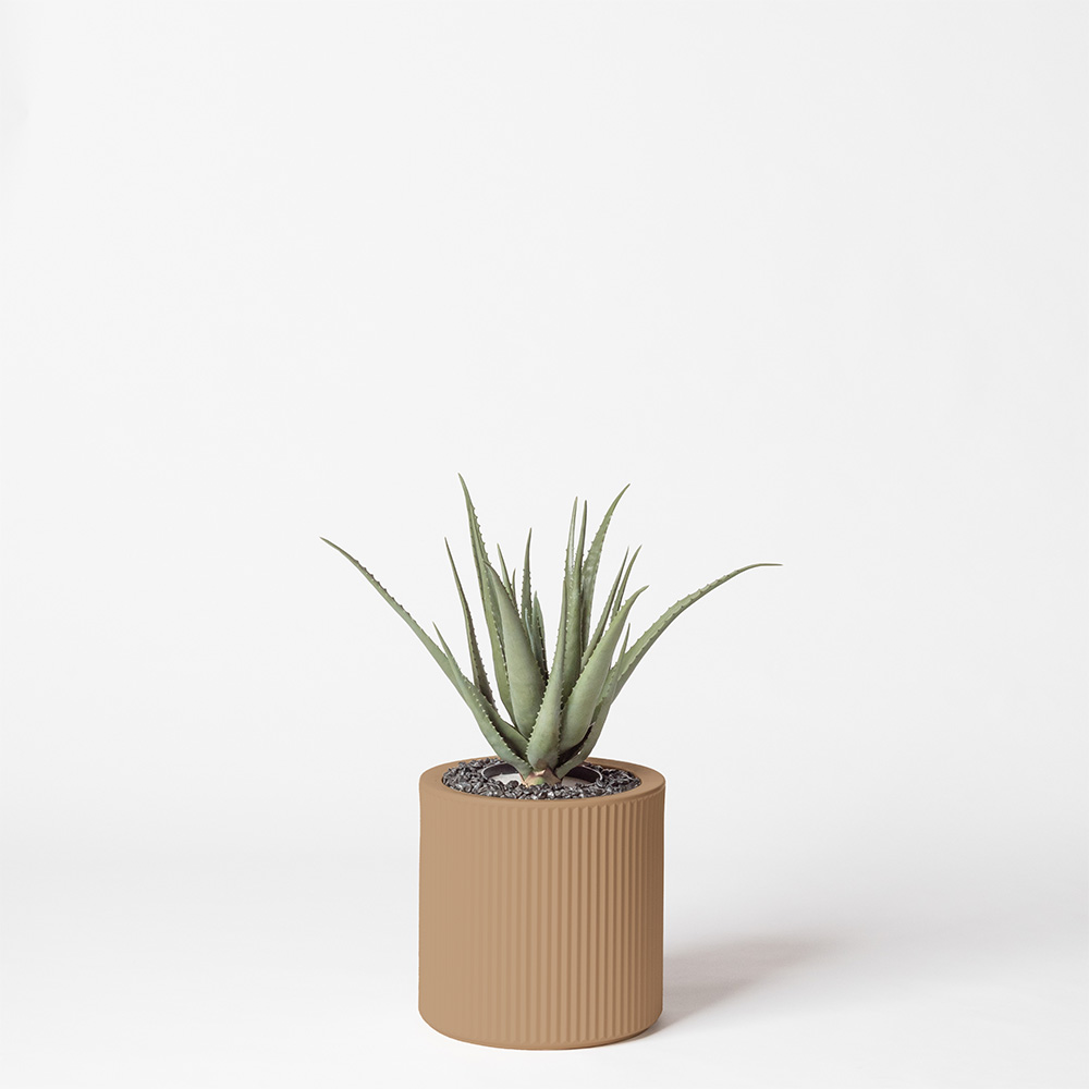 Aloe vera - Camel