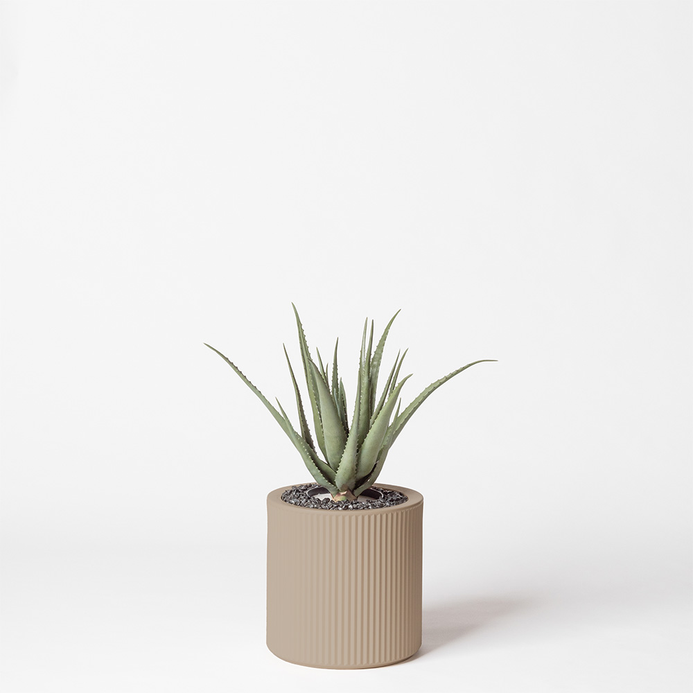Aloe vera - Ecru