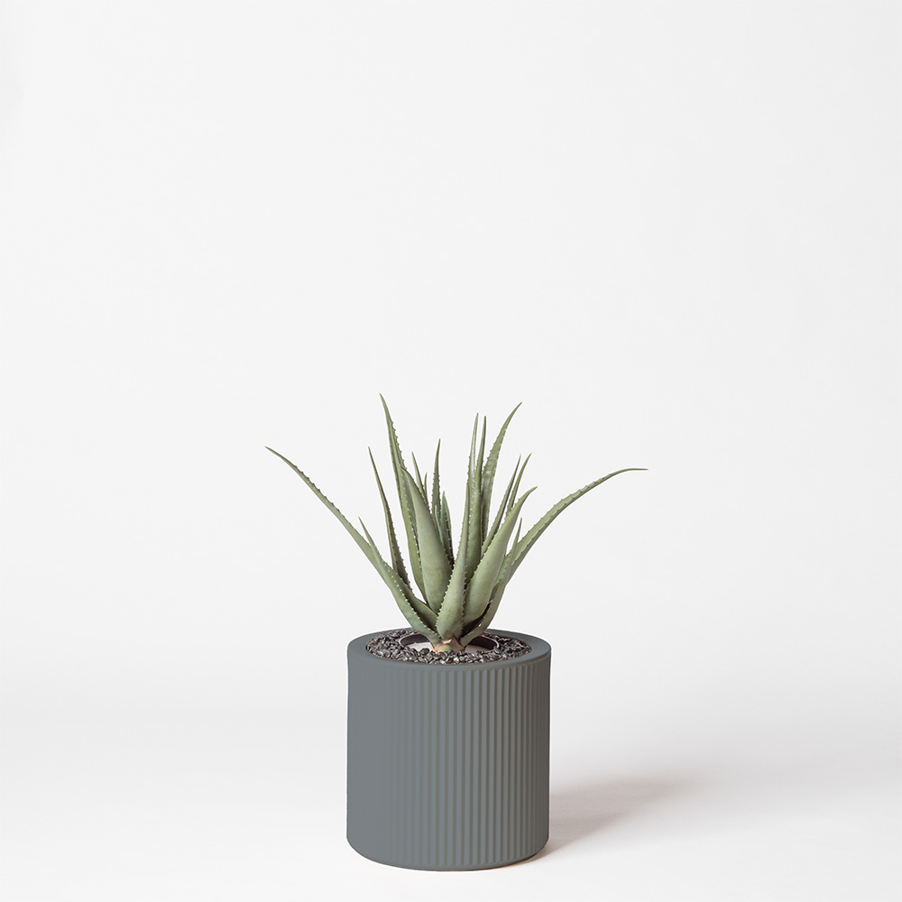 Aloe vera - Gris