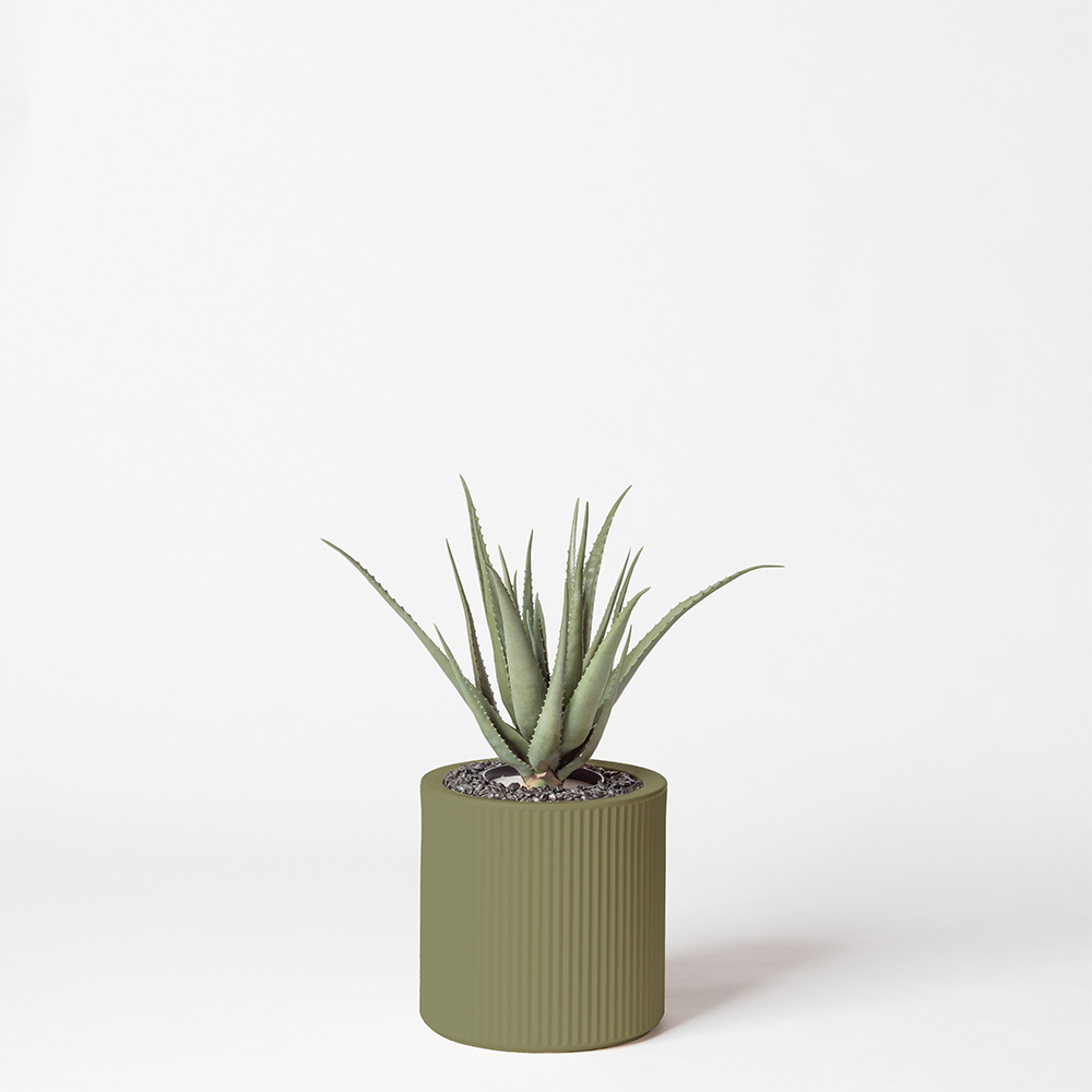 Aloe vera - Jade