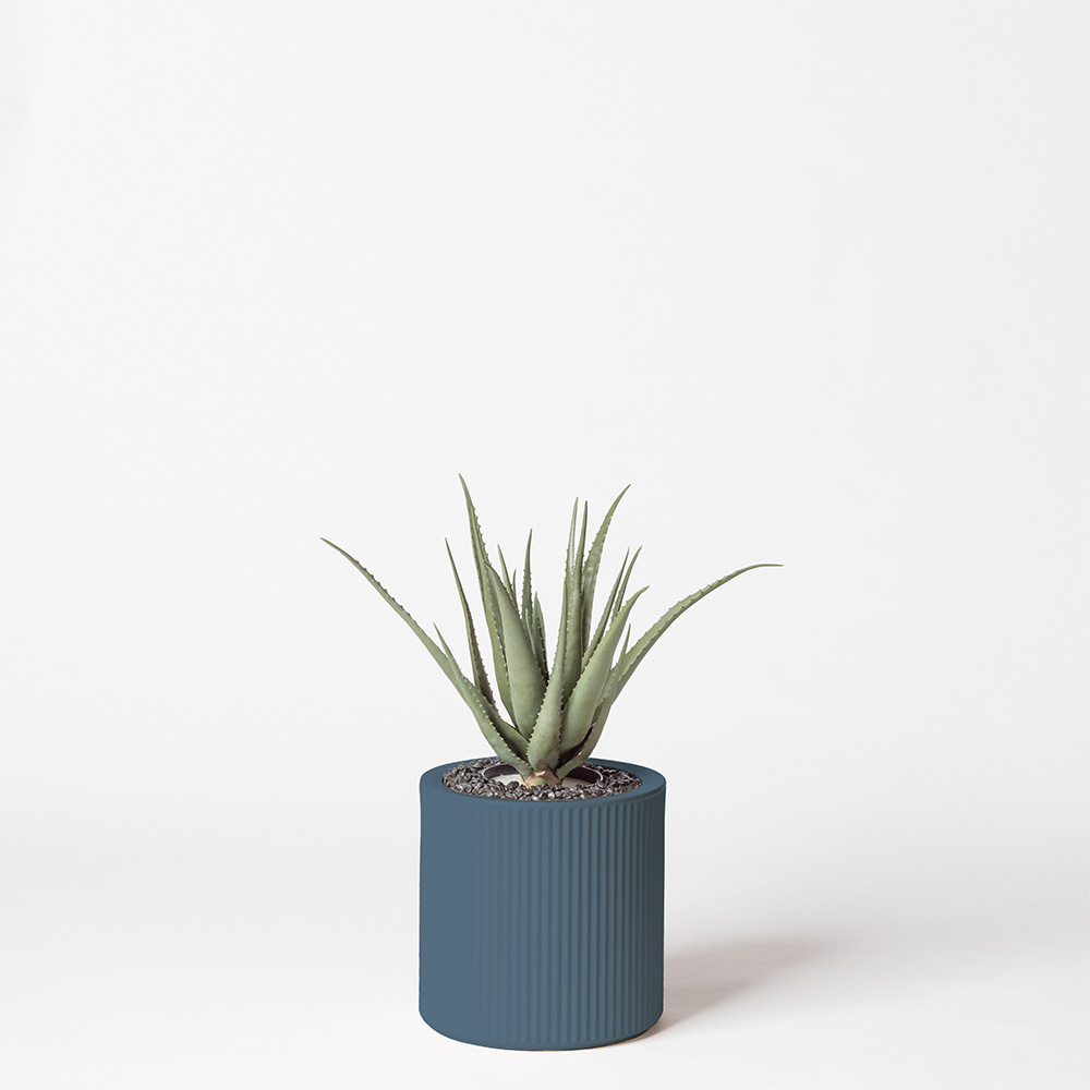 Aloe vera - Océan