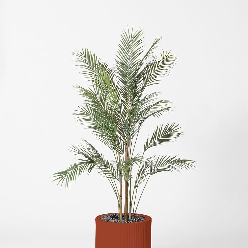 Areca - Argile