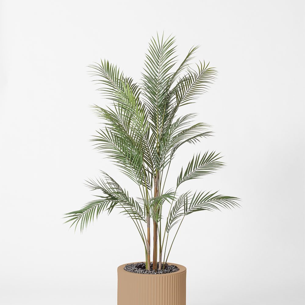 Areca - Camel