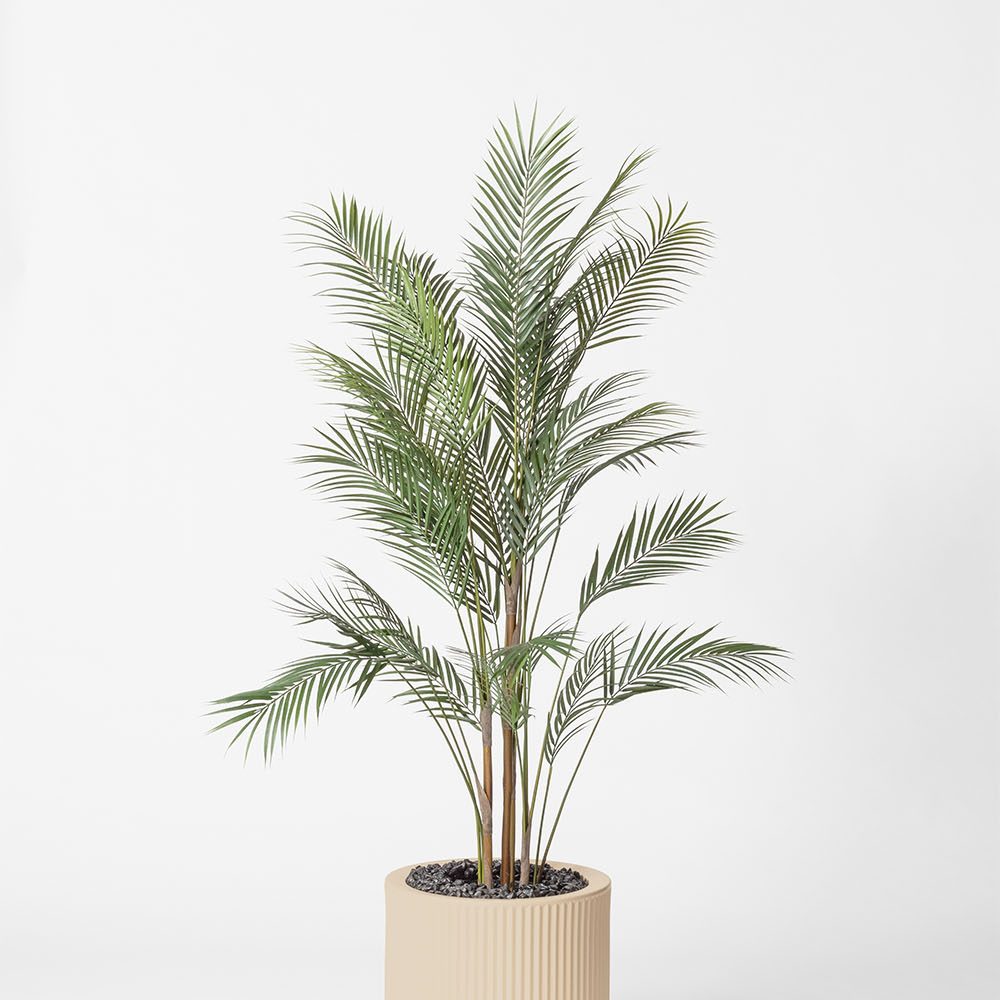 Areca