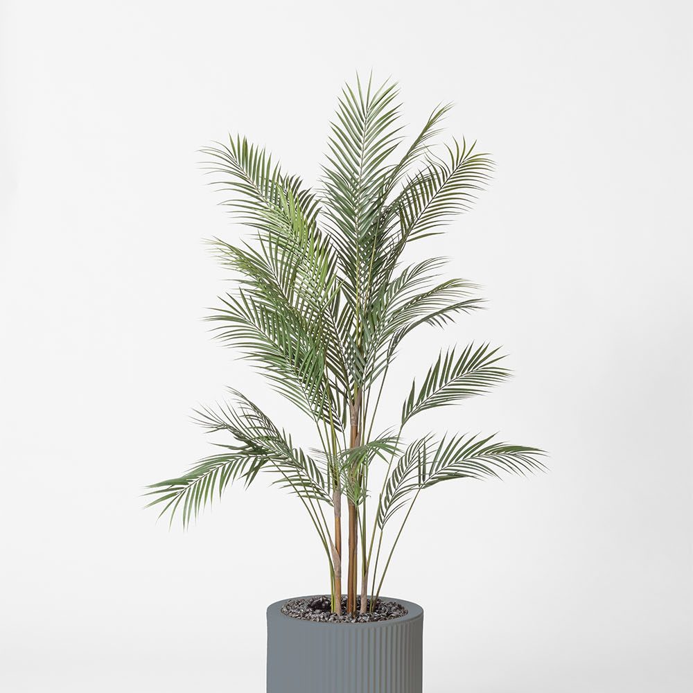 Areca - Gris