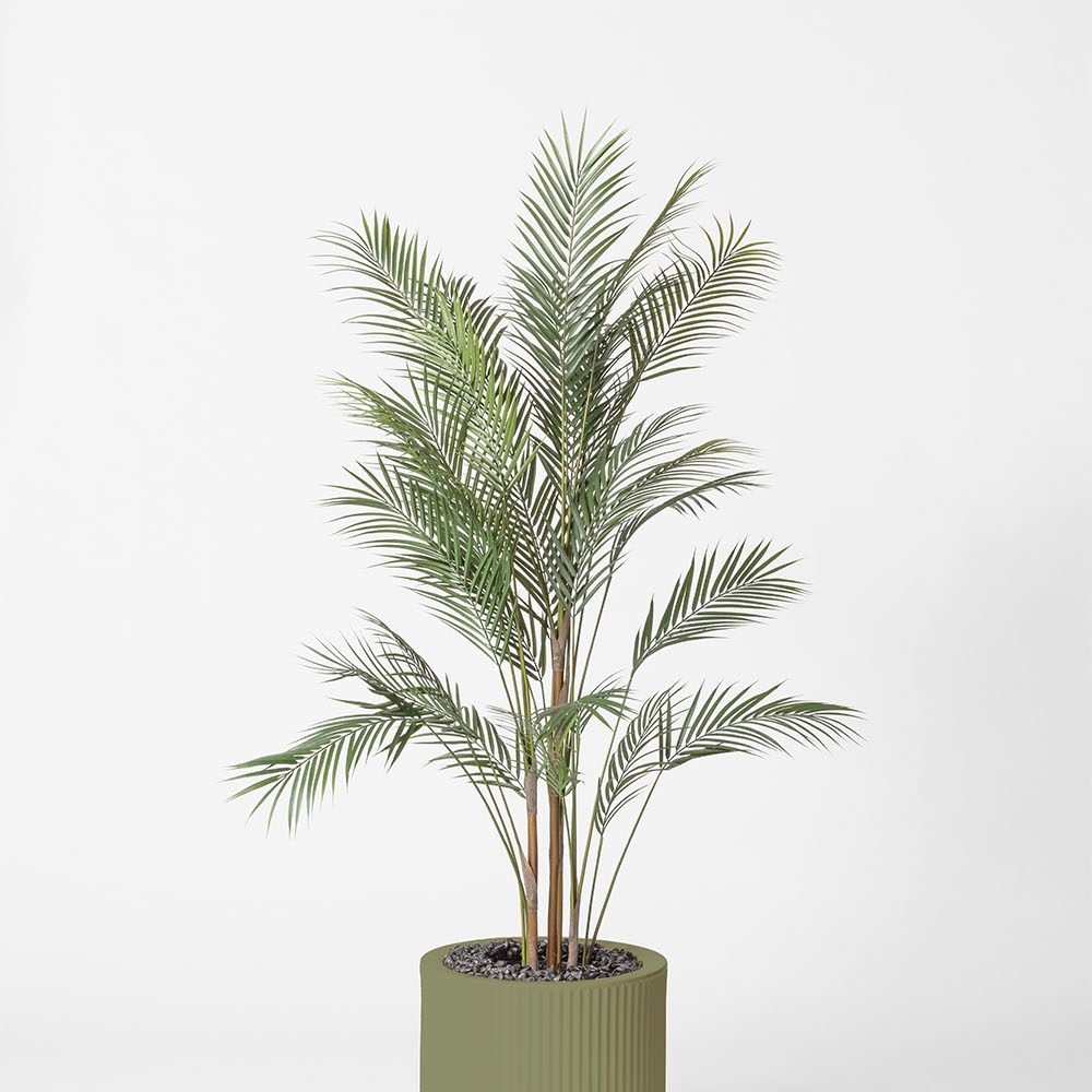 Areca - Jade