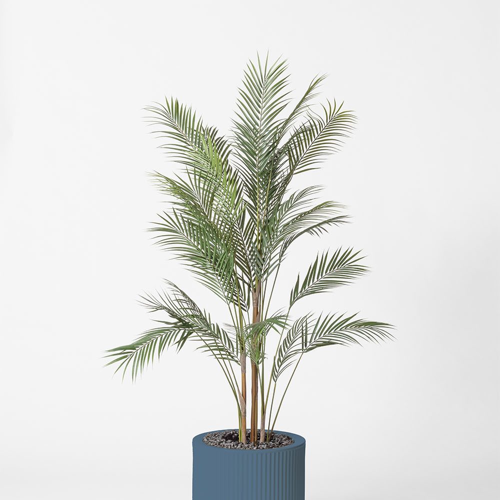 Areca - Océan