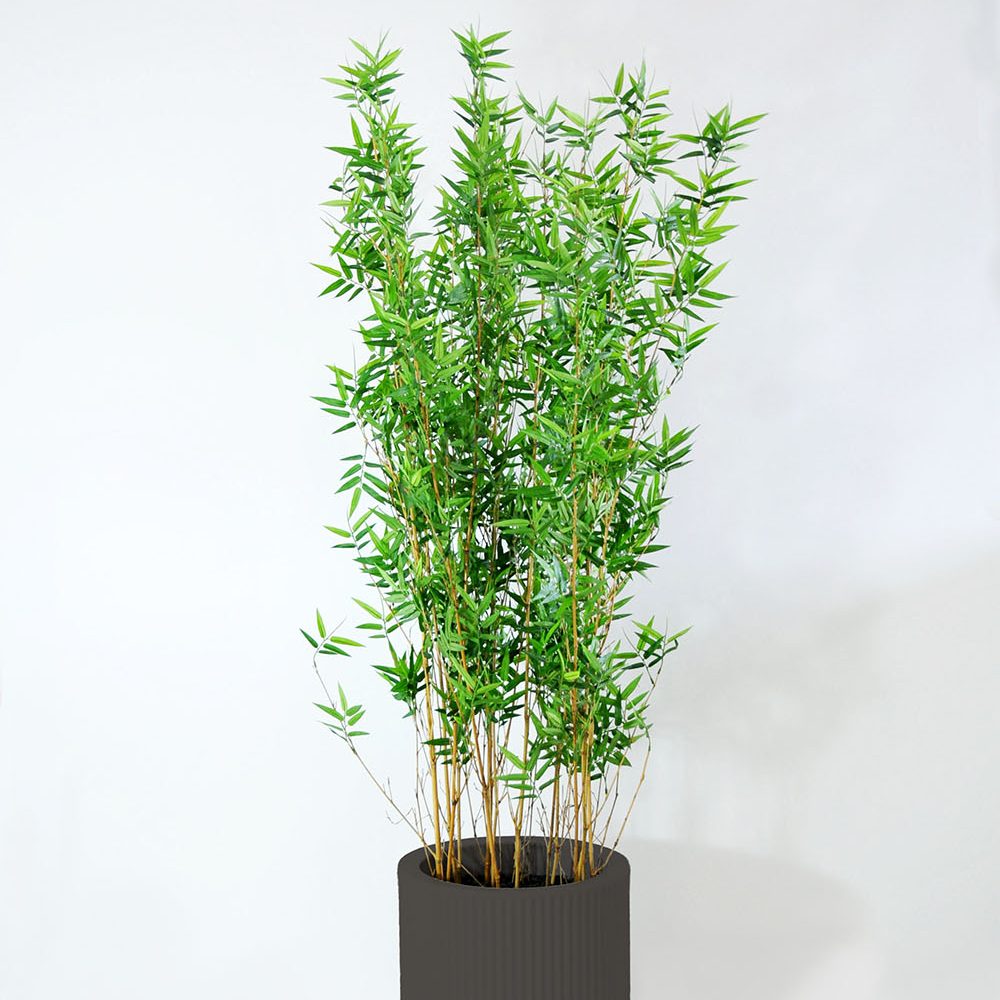Bambou - Anthracite