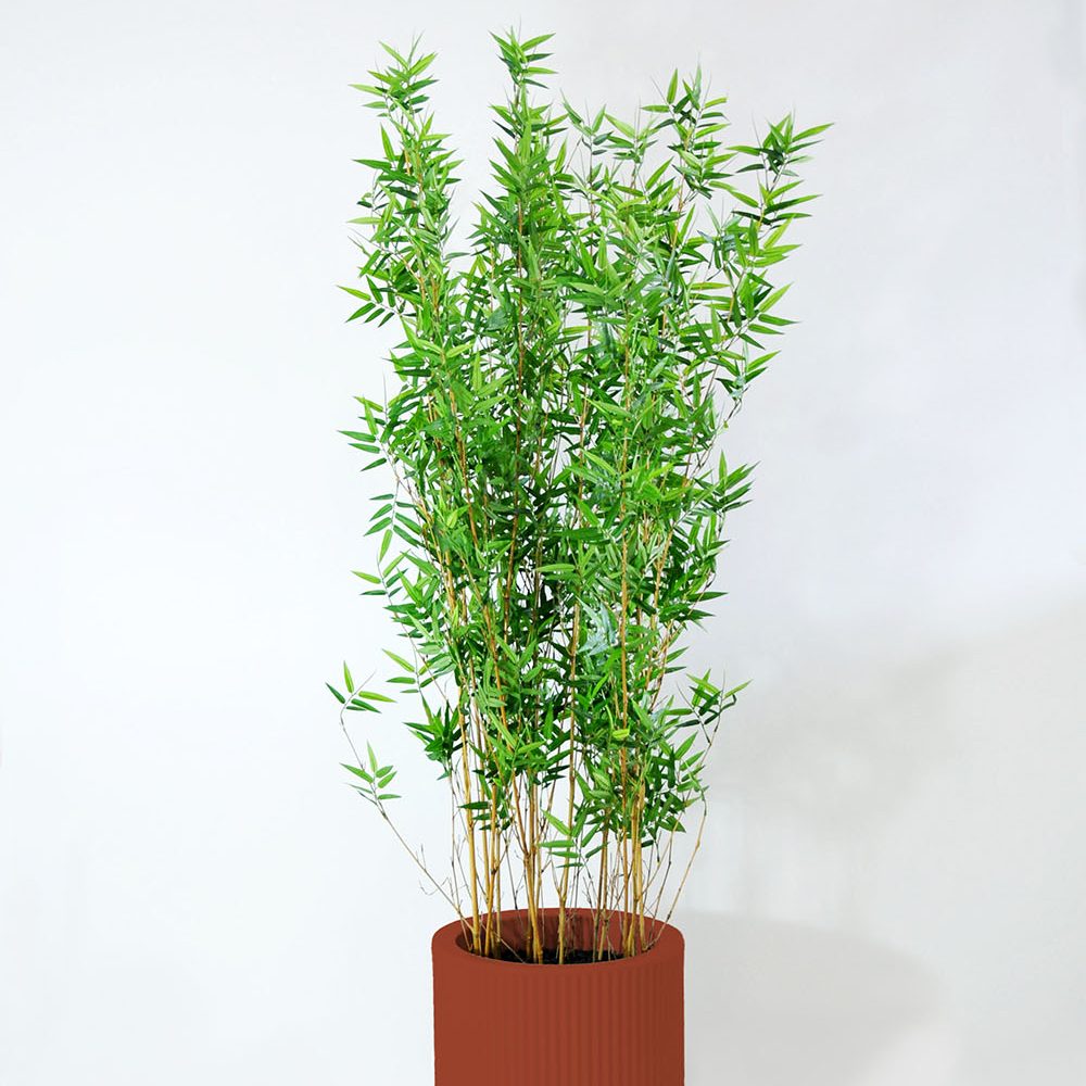 Bambou - Argile