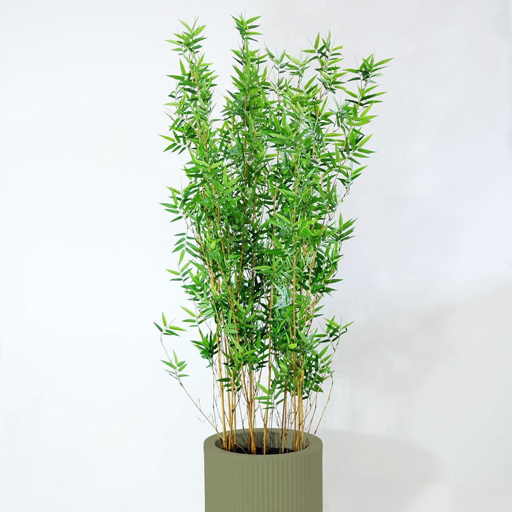 Bambou - Jade