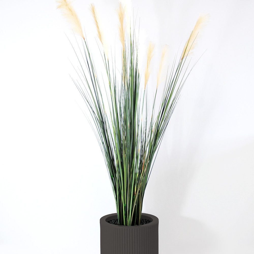 Carex - Anthracite