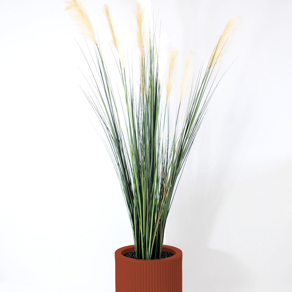 Carex - Argile
