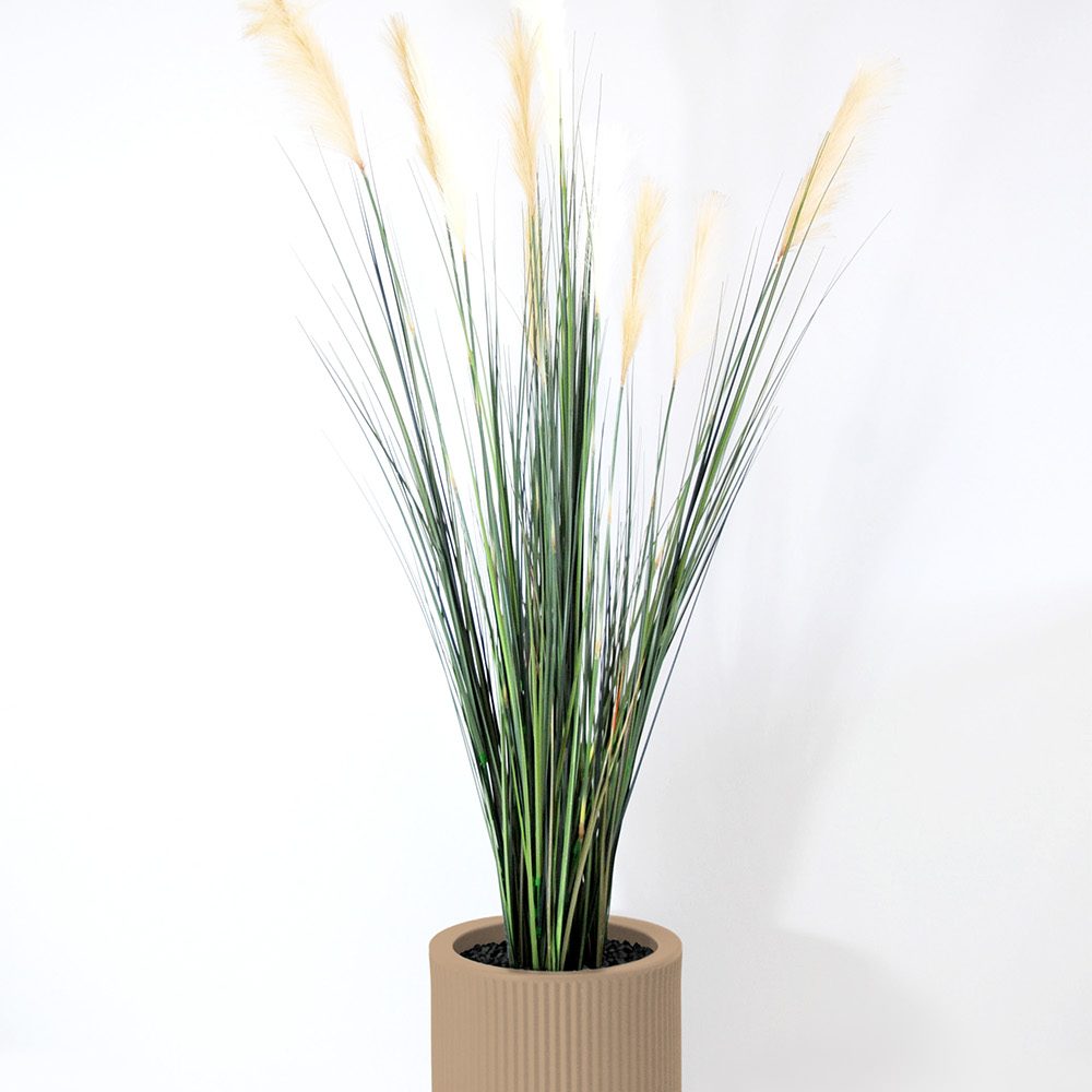 Carex - Camel