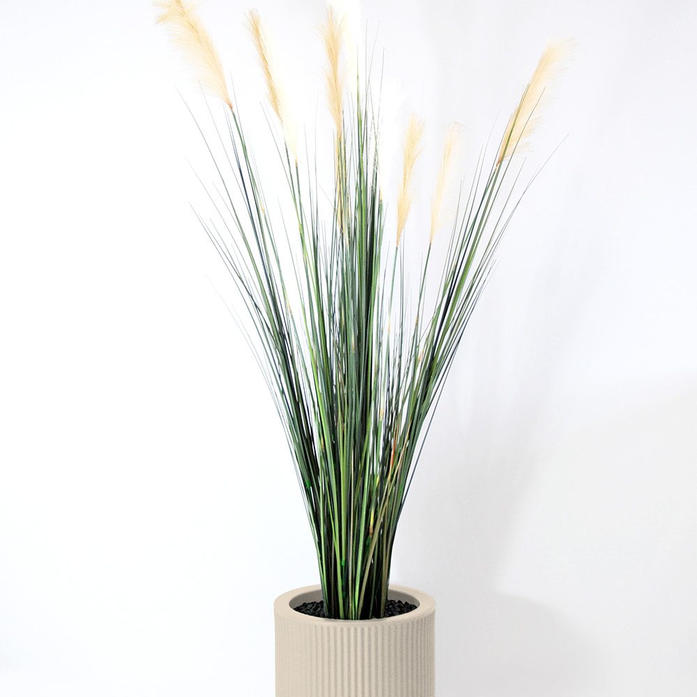 Carex