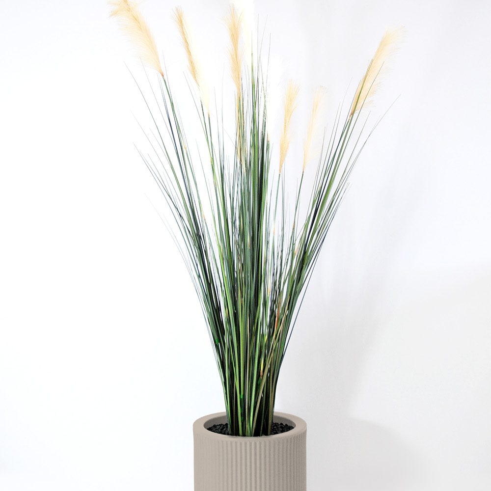 Carex - Ecru