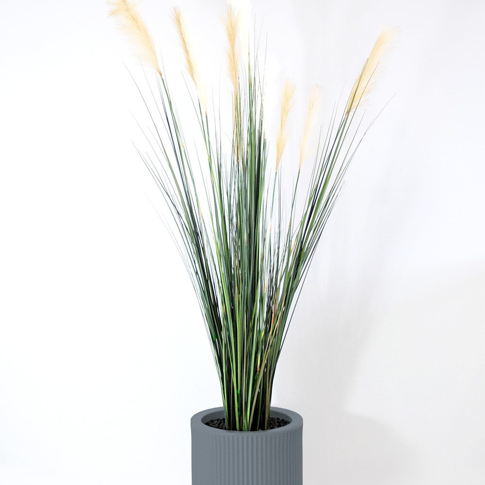 Carex - Gris