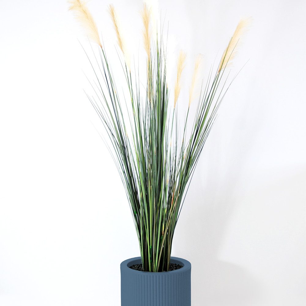 Carex - Océan