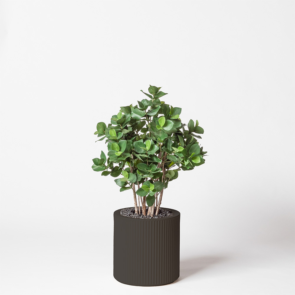 Clusia buisson - Anthracite