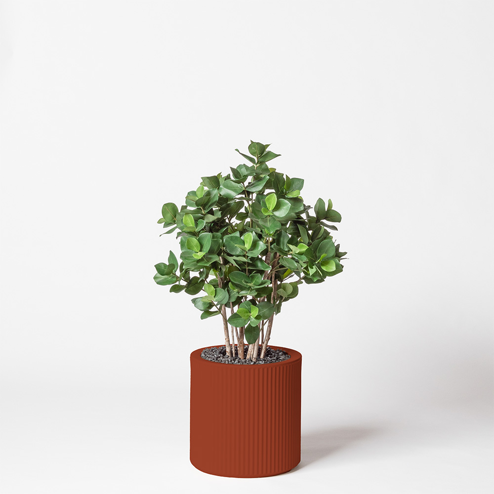 Clusia buisson - Argile