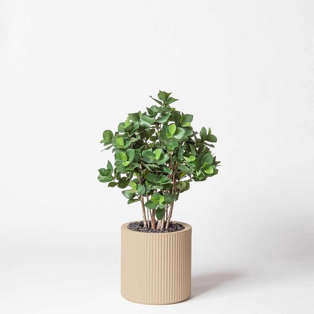 Clusia buisson