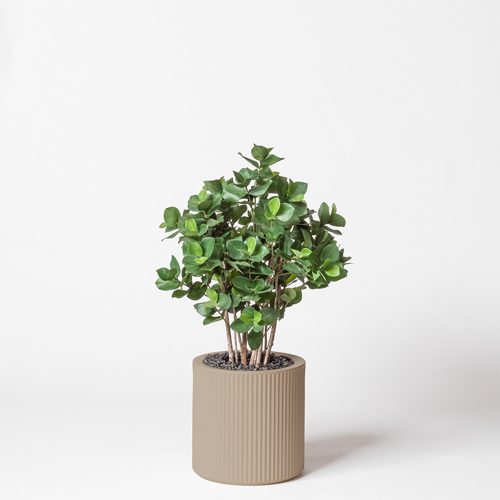 Clusia buisson - Ecru