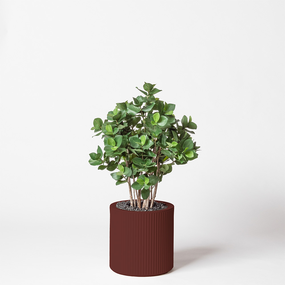 Clusia buisson - Grenat