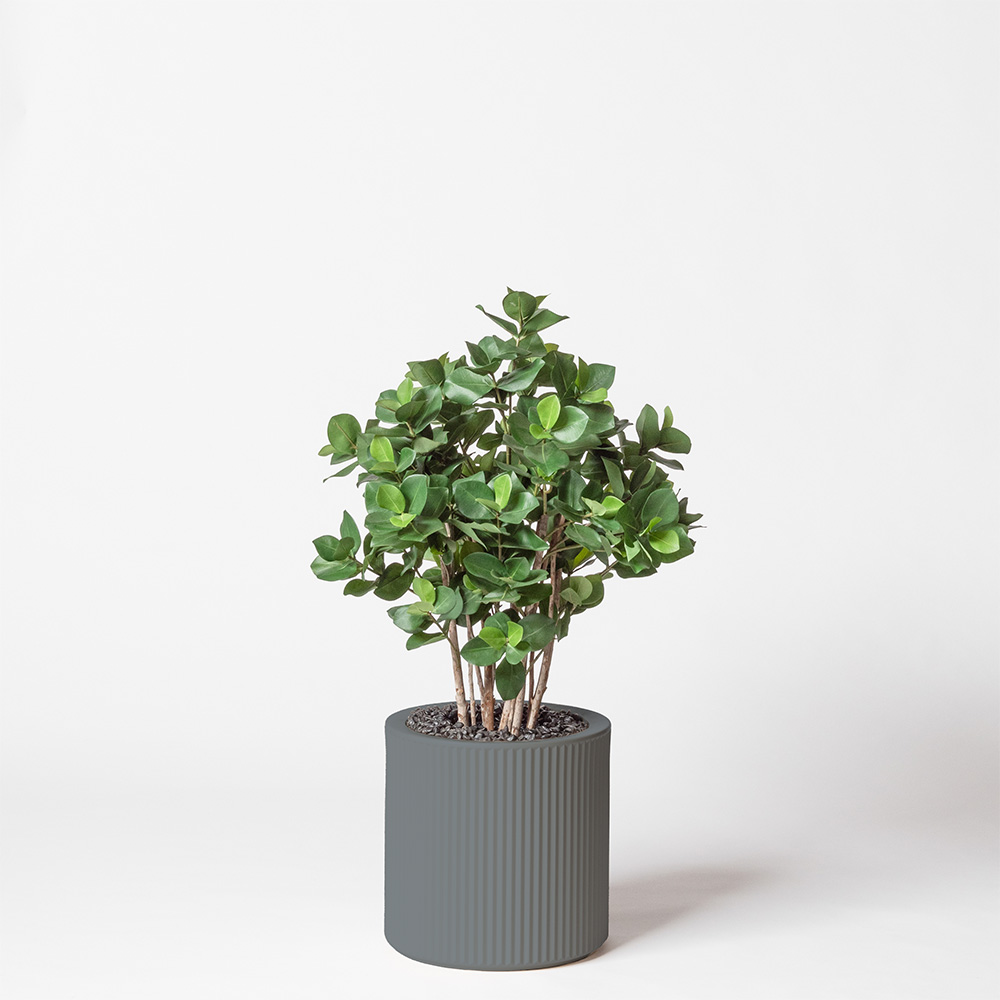 Clusia buisson - Gris