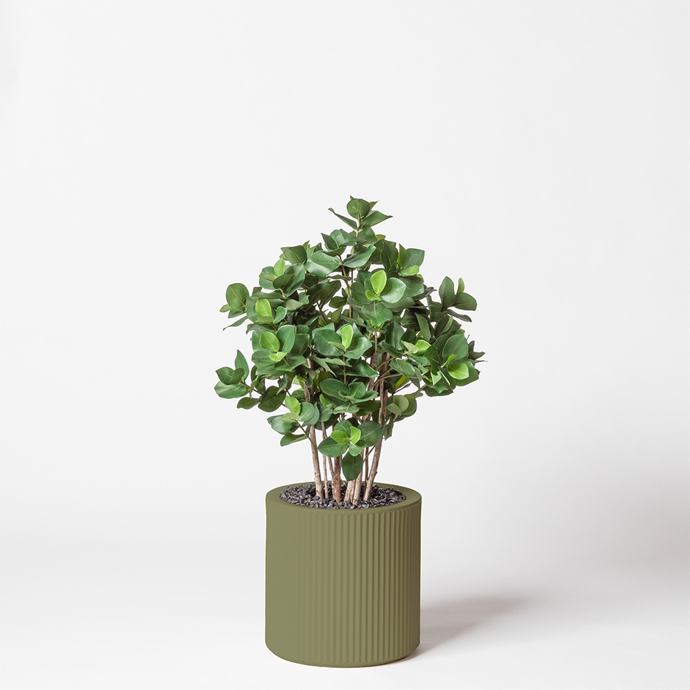 Clusia buisson - Jade
