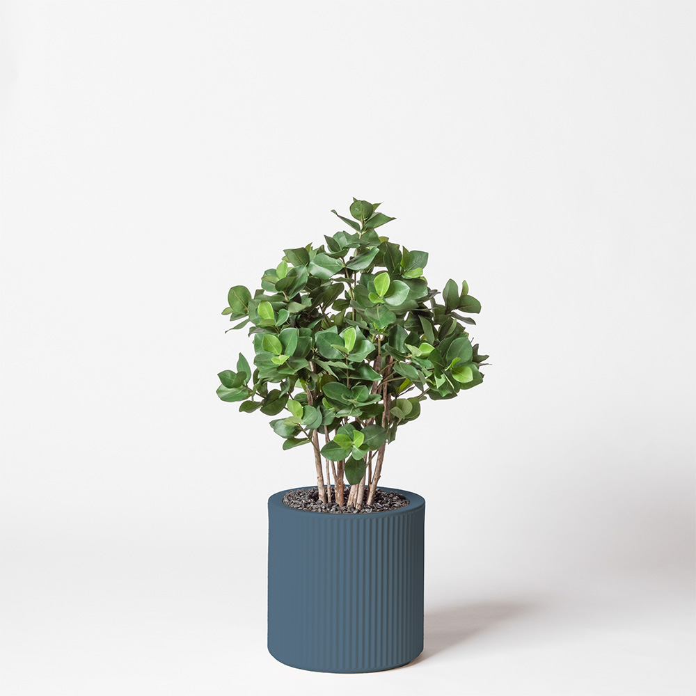 Clusia buisson - Océan