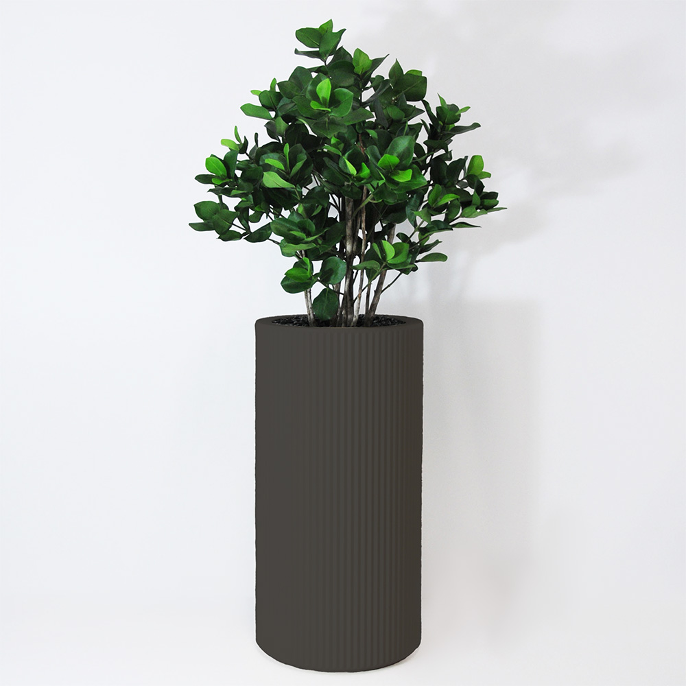 Clusia buisson - Anthracite