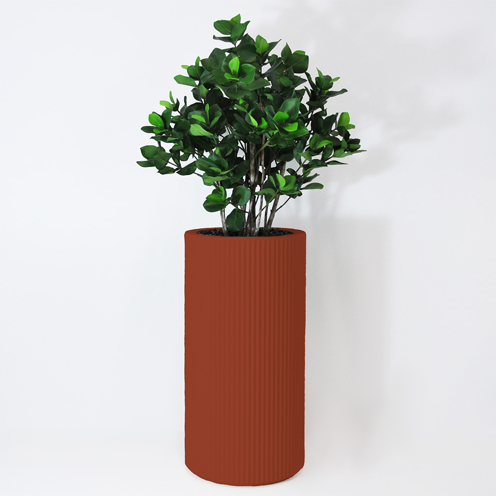 Clusia buisson - Argile