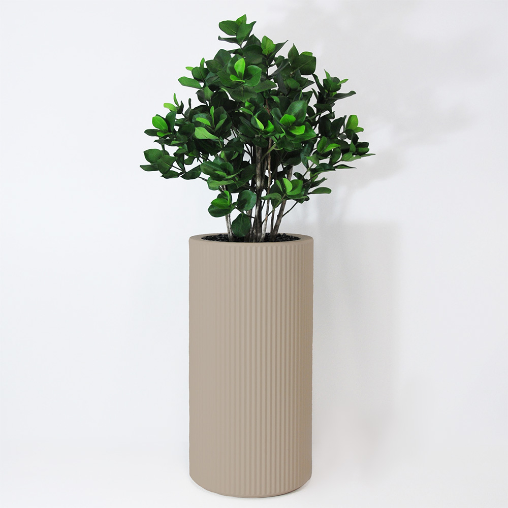 Clusia buisson - Ecru