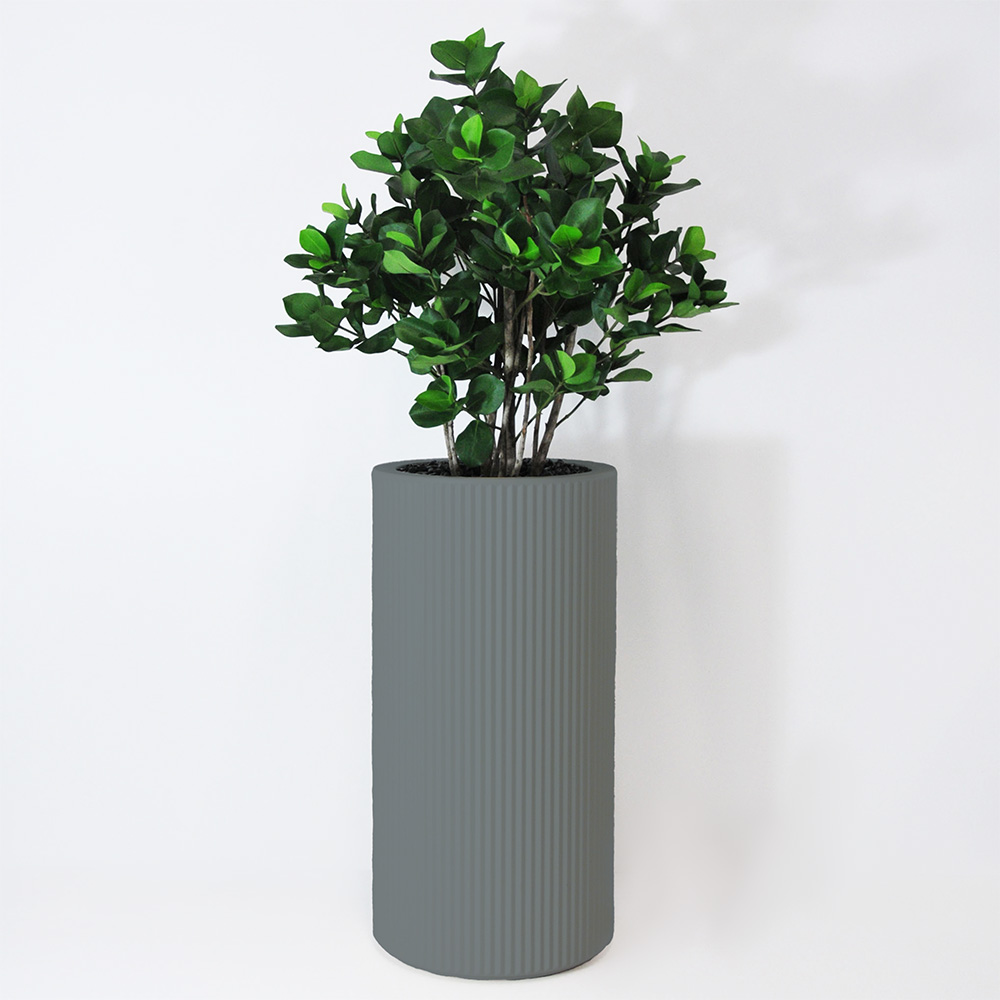 Clusia buisson - Gris