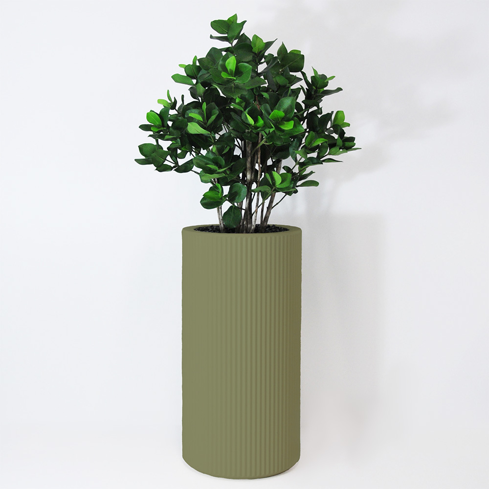 Clusia buisson - Jade