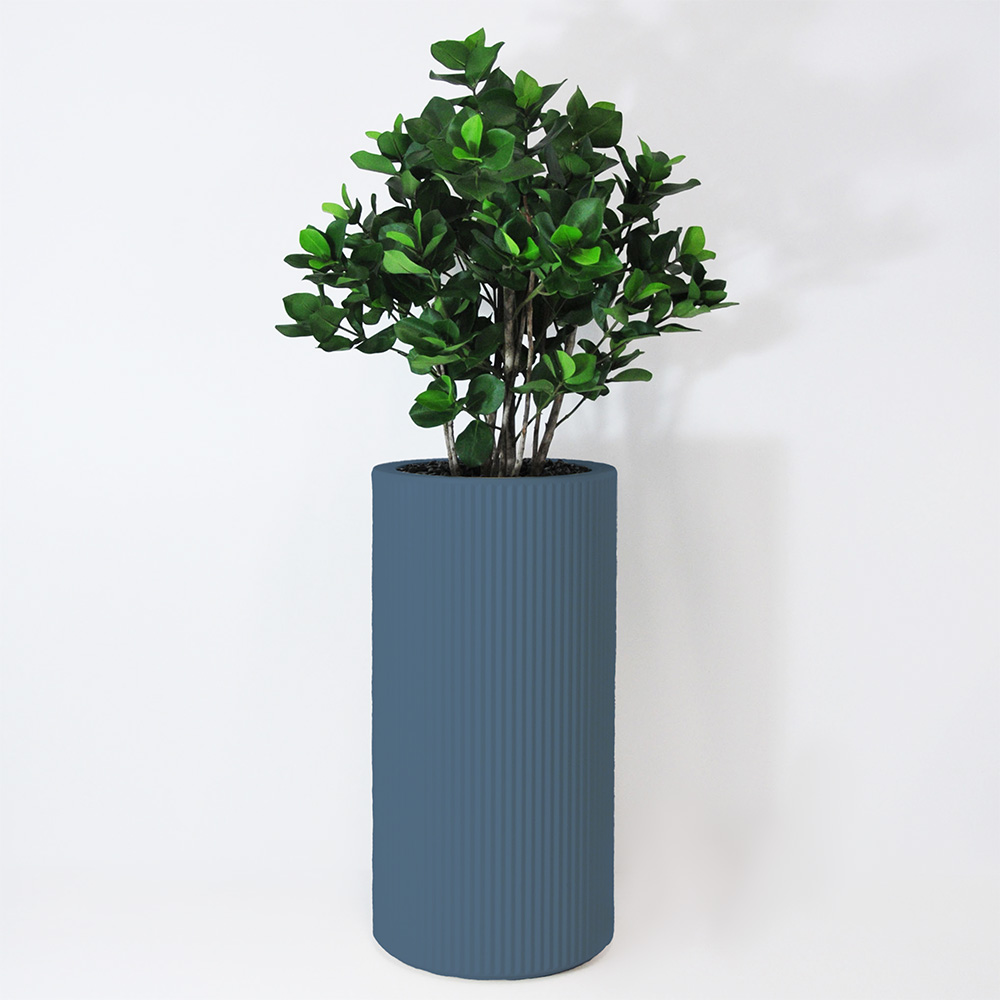 Clusia buisson - Océan