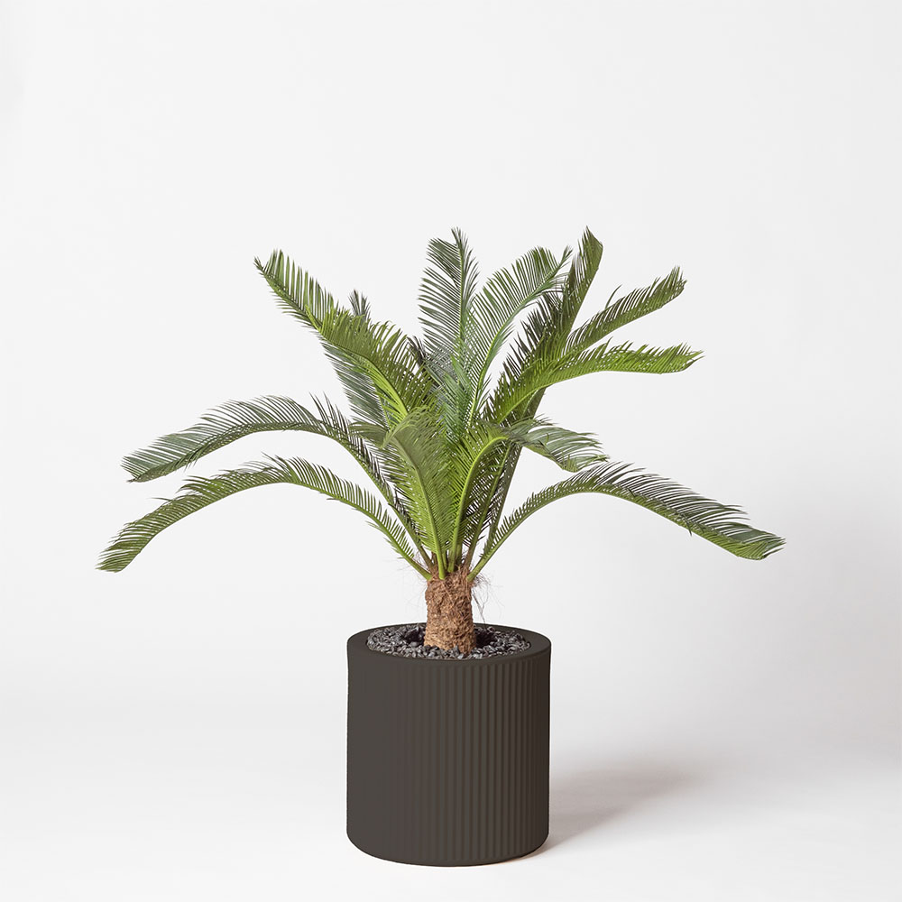 Cycas géant - Anthracite