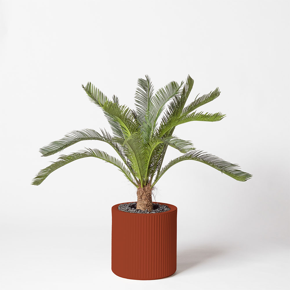 Cycas géant - Argile