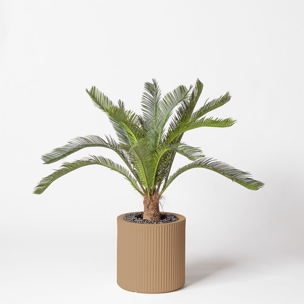 Cycas géant - Camel