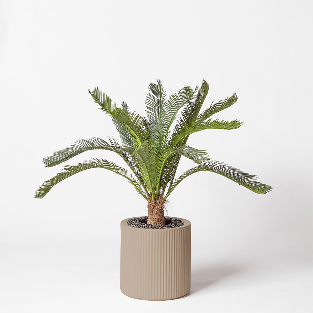Cycas géant - Ecru