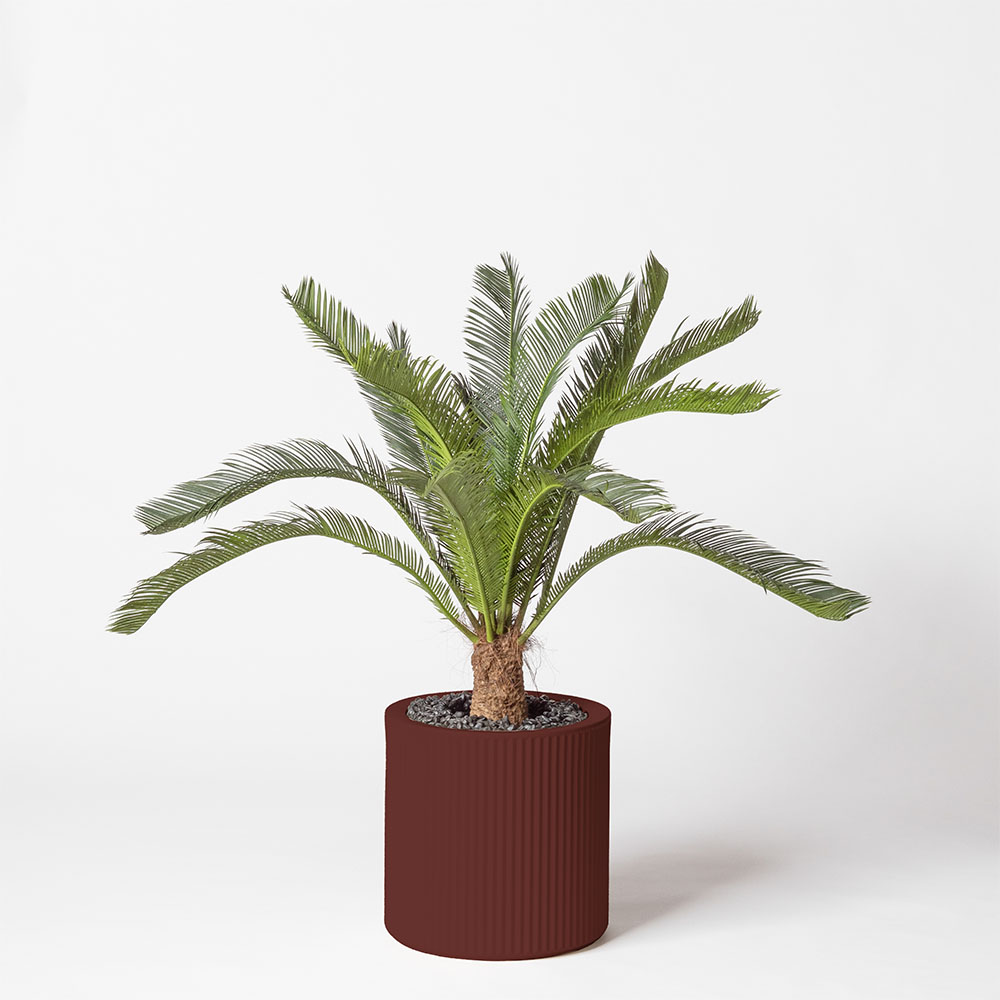 Cycas géant - Grenat
