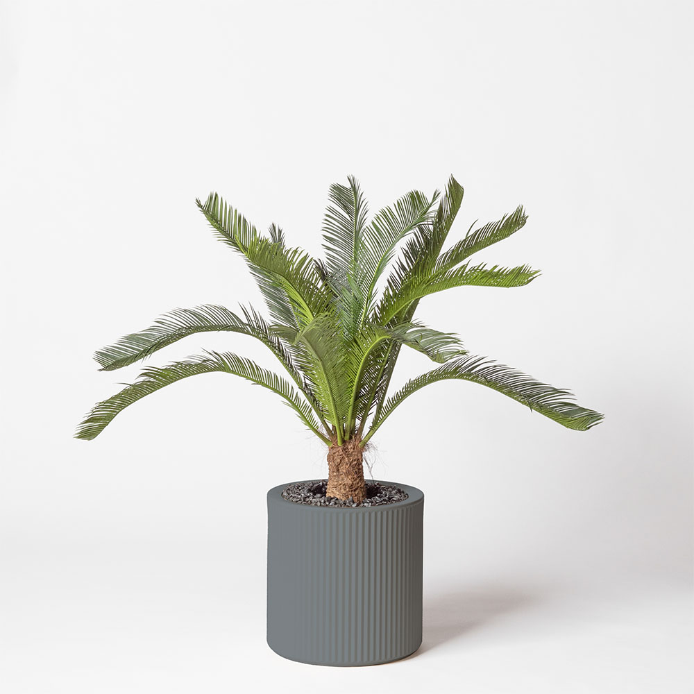 Cycas géant - Gris