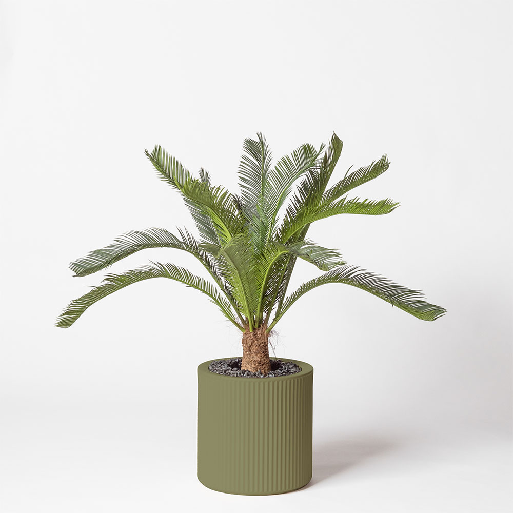 Cycas géant - Jade