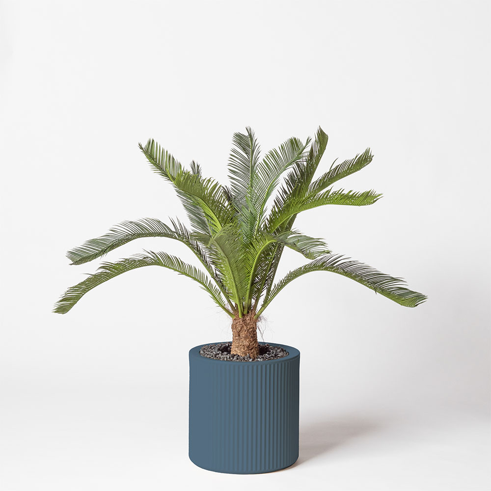 Cycas géant - Océan
