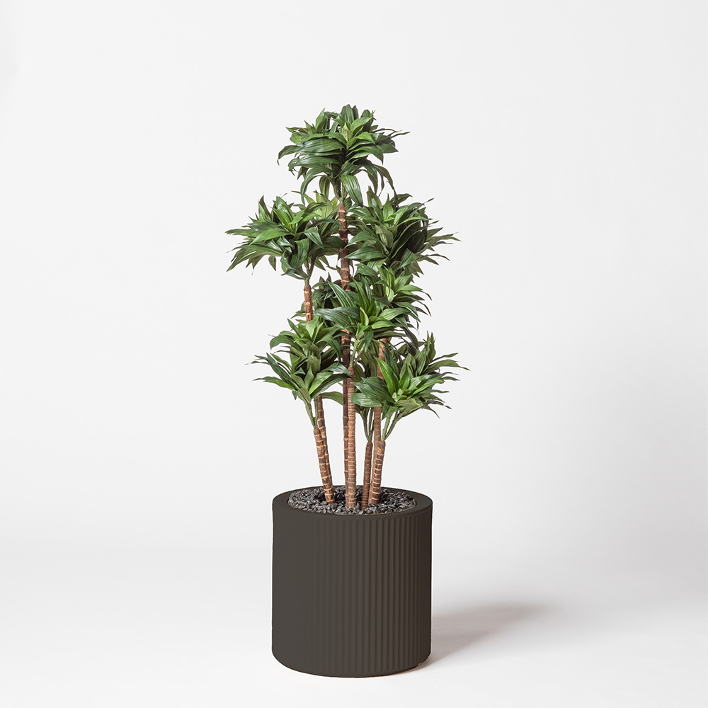 Dracaena fragrance - Anthracite